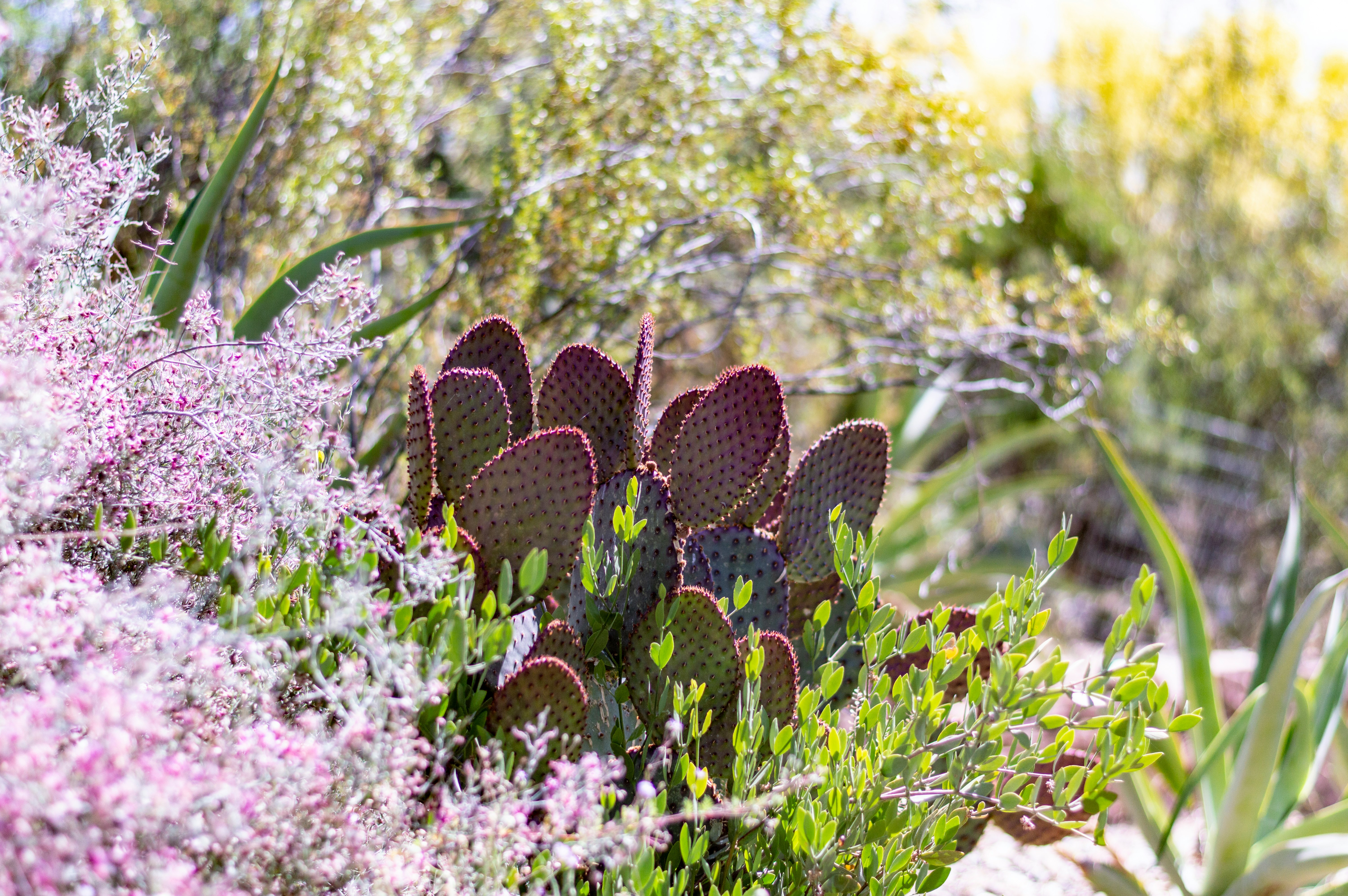 green cactus plant during daytime